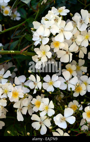 Rosa Multiflora Rose Blume weiß Klettern Kletterer Scrambler blühenden Blumen duftenden duftenden RM Floral Stockfoto