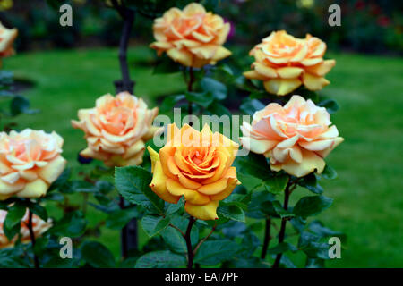 einfach die beste Macamster doppelte Rose Rosa Blume orange Strauch Sträucher Farbe Farben blühenden Blumen Hybride Tee RM Floral Stockfoto