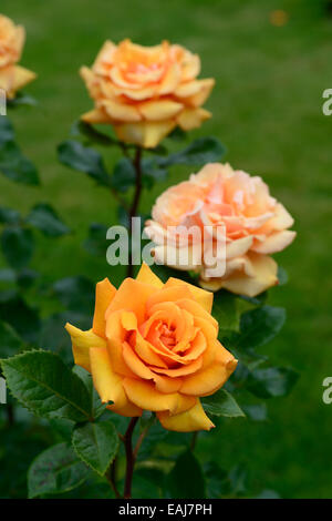 einfach die beste Macamster doppelte Rose Rosa Blume orange Strauch Sträucher Farbe Farben blühenden Blumen Hybride Tee RM Floral Stockfoto