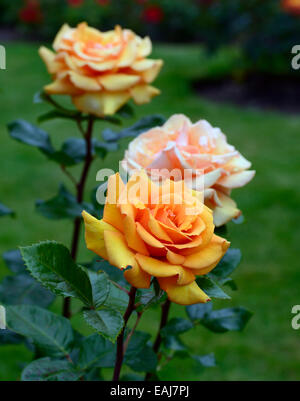 einfach die beste Macamster doppelte Rose Rosa Blume orange Strauch Sträucher Farbe Farben blühenden Blumen Hybride Tee RM Floral Stockfoto