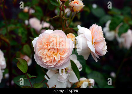 Rosa süße Julia Ausleap rosa gefüllte Blüte Pfirsich Aprikose Strauch Sträucher Farbe Farben blühenden Blumen Floral RM Stockfoto