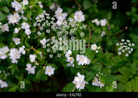 Engelwurze Wallichianum Mock Orange Philadelphus Coronarius weiße Blumen Blume Blüte Kombination Bepflanzung Schema versehentliche Stockfoto