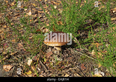 Pilze im Herbst Holz. Braune Champignons in einem Waldboden. Stockfoto