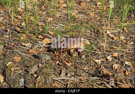 Pilze im Herbst Holz. Braune Champignons in einem Waldboden. Stockfoto