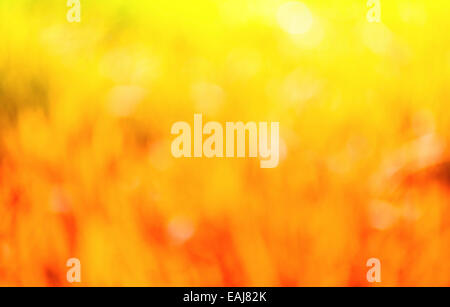 Natur-Bokeh-Hintergrund in roten und gelben Tönen. Herbst Hintergrund Stockfoto