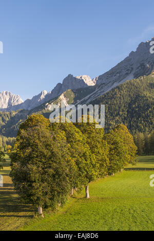 Tal der Ramsau am Dachstein, Bäume Acer Pseudoplatanus, Steiermark, Österreich, Ramsau Stockfoto