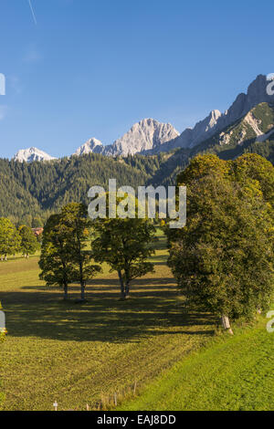 Tal der Ramsau am Dachstein, Bäume Acer Pseudoplatanus, Steiermark, Österreich, Ramsau Stockfoto