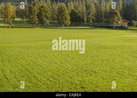 Tal der Ramsau am Dachstein, Bäume Acer Pseudoplatanus, Steiermark, Österreich, Ramsau Stockfoto