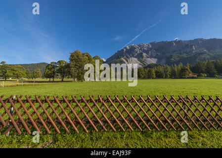 Tal der Ramsau am Dachstein, Bäume Acer Pseudoplatanus, Steiermark, Österreich, Ramsau Stockfoto