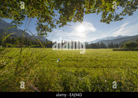 Tal der Ramsau am Dachstein, Bäume Acer Pseudoplatanus, Steiermark, Österreich, Ramsau Stockfoto