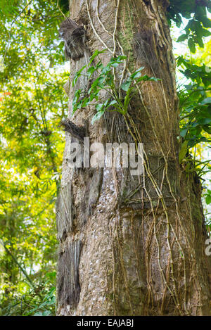 Kembira Baby Gräber (Tana Toraja, Süd-Sulawesi, Indonesien), traditionellen Grabstätte, wo Kleinkinder in geschnitzten Baum platziert werden Stockfoto