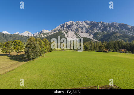 Tal der Ramsau am Dachstein, Bäume Acer Pseudoplatanus, Steiermark, Österreich, Ramsau Stockfoto