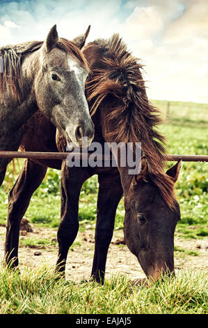 Pferde grasen auf der Koppel eine Farm Ranch an einem bewölkten Nachmittag. Stockfoto