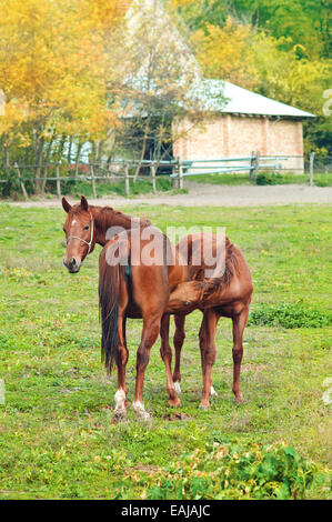 Braun Chestnut Horse Fohlen saugen von Mare auf der Farm ranch Stockfoto