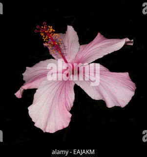 Rosa Hibiskus Blume in Malta getroffen. Stockfoto