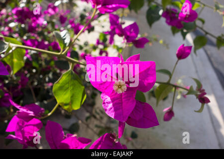 Bougainvillea Glabra, weniger Bougainvillea oder Paperflower Foto von Malta, Mittelmeer-Region. Stockfoto