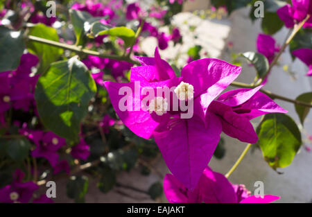Bougainvillea Glabra, weniger Bougainvillea oder Paperflower Foto von Malta, Mittelmeer-Region. Stockfoto