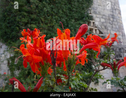 Bild der Blüte der Cape Honeysuckle, Tecomaria Capensis in Malta getroffen. Stockfoto