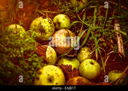 Nahaufnahme von Äpfel Fallobst Verlegung im Dreck Stockfoto