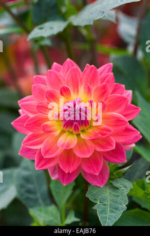 Dahlie "Kilburn Rose". Seerose-Dahlie. Stockfoto