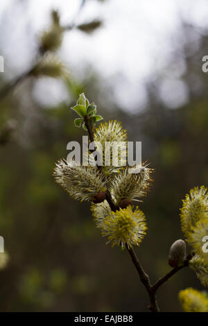 Reifen männlichen Kätzchen der Ziege Weide (Salix Caprea) Stockfoto
