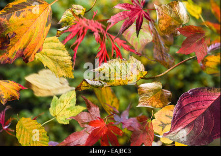 Eine Vielzahl von Herbstlaub, Wald im Hintergrund fallen. Stockfoto