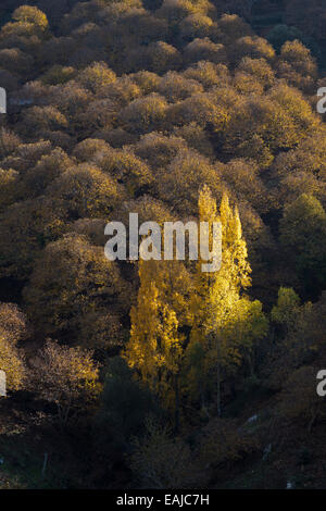 Bunte Süße Kastanien Castanea Sativa und Pappel Bäume Wald in den Bergen von Igualeja, Südspanien. Stockfoto