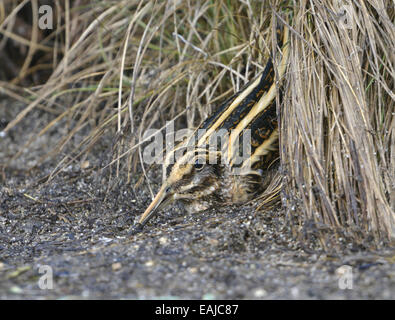 Jack Snipe - Lymnocryptes ZIP Stockfoto