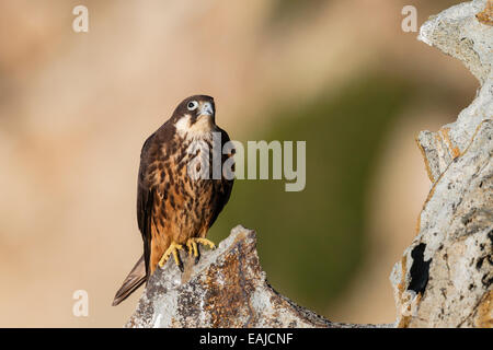 Eleonora von Falcon - Falco eleonorae Stockfoto