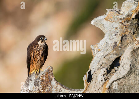 Eleonora von Falcon - Falco eleonorae Stockfoto