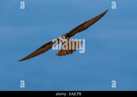 Eleonora von Falcon - Falco eleonorae Stockfoto