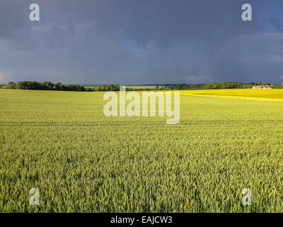 Nach einem Sturm klare Sonne scheint über ein Weizenfeld von Frankreich gibt es eine wunderbare Farbe. Im Hintergrund eine kleine Farm und ein wenig raimbow Stockfoto