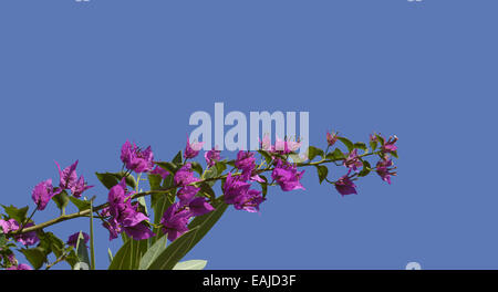 Bougainvillea Glabra 'Sanderiana' blühen im Sommer vor einem strahlend blauen Himmel Stockfoto