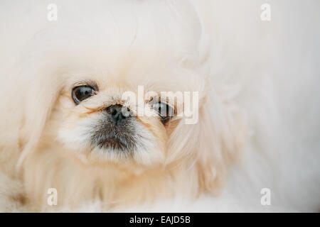 Weiße Pekinese Pekinese Peke Whelp Welpe Hund enger Portrait Stockfoto