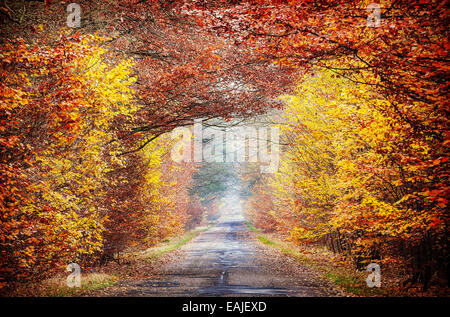 Bild der Straße in einem nebligen herbstlichen Wald. Stockfoto