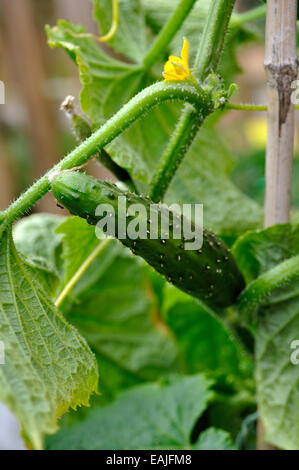 Close-up Bio Gurke (Cucumis Sativus) - "Marketmore" Vielfalt auf blühende Pflanze im Garten wachsen Stockfoto