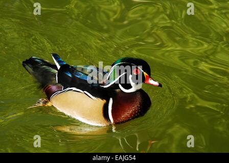 Männliche Brautente am Teich. Stockfoto