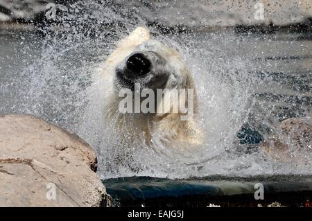 Schütteln Sie Eisbären im Zoo von Albuquerque, New Mexico Stockfoto