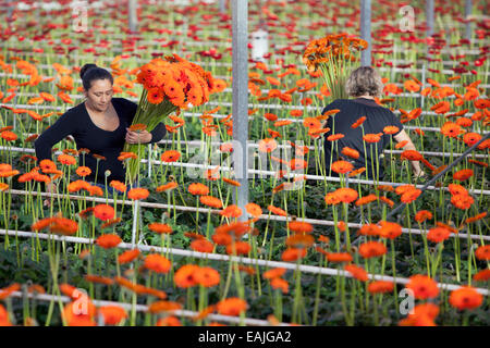 Frauen sammeln Blumen in professionellen Gewächshaus in den Niederlanden Stockfoto