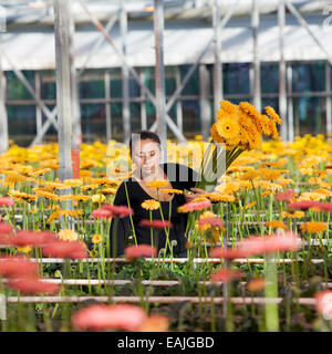 Frau nimmt Blumen in professionellen Gewächshaus in den Niederlanden Stockfoto