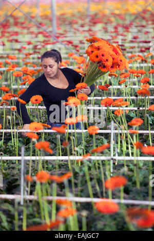 Frau sammelt Blumen in professionellen Gewächshaus in den Niederlanden Stockfoto