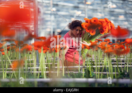 Frau sammelt Blumen in professionellen Gewächshaus in den Niederlanden Stockfoto