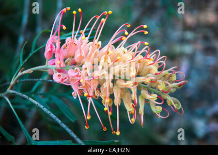 Einheimische australische grevillea-Blumen, wahrscheinlich die Sorte Peaches and Cream, Maroochy Regional Bushland Garden, Sunshine Coast, Queensland Stockfoto