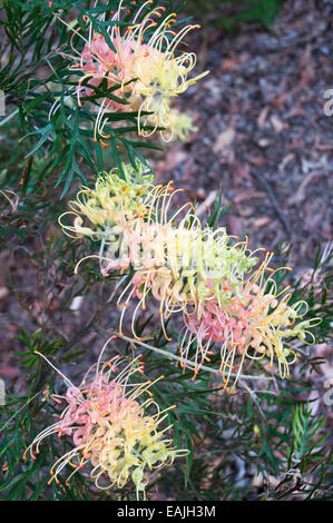 Blühende einheimische grevillea, wahrscheinlich die Peaches and Cream Variety, Maroochy Regional Buschland Garden, Sunshine Coast, Queensland, Australien Stockfoto