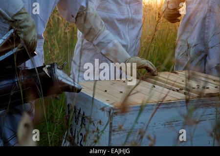 Die Methode der Top-Bar Imkerei erlernen Kenianer.  Baum des Lebens Imkerei lehrt diese Methode der Bienenzucht in ganz Ostafrika Stockfoto