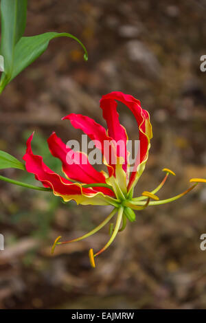 Gloriosa superba Flamme Lily in Hawaii wachsen Stockfoto