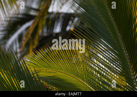 Palmblätter Stockfoto