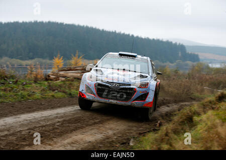 Cerrigydrudion, Wales. 16. November 2014. FIA World Rally Championship, Wales Rallye GB. Juho Hänninen und Tomi Tuominen Finnlands konkurrieren im Hyundai Motorsport i20 WRC während der Alwen 2 Etappe am Tag vier. Bildnachweis: Aktion Plus Sport/Alamy Live-Nachrichten Stockfoto