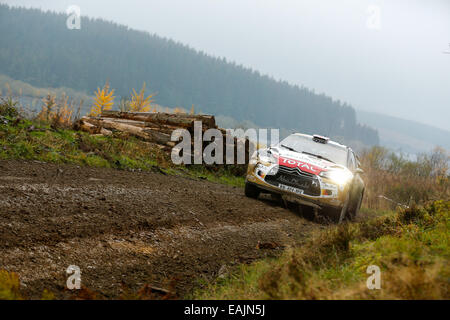 Cerrigydrudion, Wales. 16. November 2014. FIA World Rally Championship, Wales Rallye GB. Kris Meeke Großbritanniens und Paul Nagle Irlands konkurrieren in der Citroën Total Abu Dhabi DS3 WRC während der Alwen 2 Etappe am Tag vier. Bildnachweis: Aktion Plus Sport/Alamy Live-Nachrichten Stockfoto