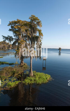 Cypress Cove angesehen von Küstenlinie mit spanischem Moos hängen in den Bäumen an einem ruhigen Tag mit strahlend blauem Himmel in Zentral-Florida-USA Stockfoto